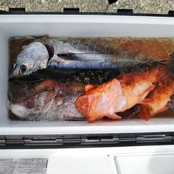 康仁丸・ジギング釣り果